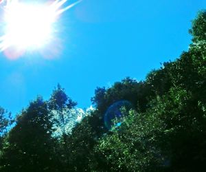 Low angle view of trees against blue sky