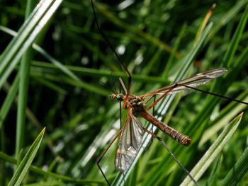 Close-up of dragonfly on grass