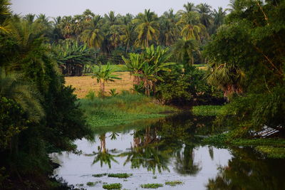 Scenic view of lake by trees against sky