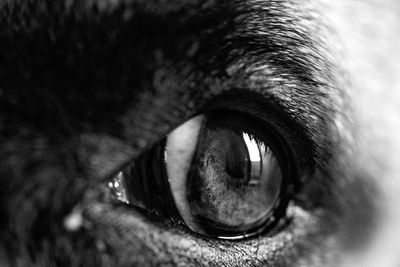 Close-up of horse eye