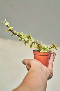 Close-up of hand holding potted plant against wall