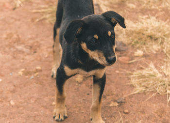 Dog standing on field