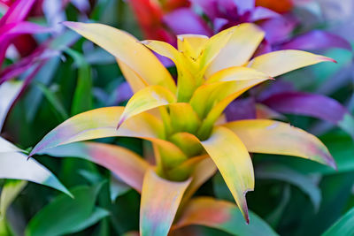 Colorful blooming bromeliad flowers indoors, soft focus