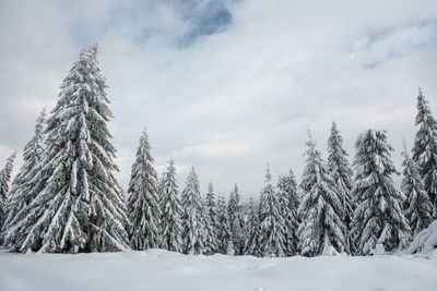 Trees on snow covered field against cloudy sky