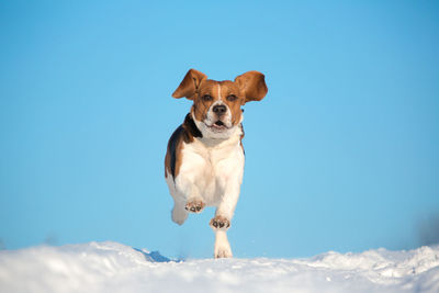 Portrait of a dog on snow against blue sky