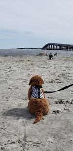 Rear view of man sitting on beach