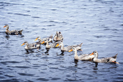 Ducks swimming in lake