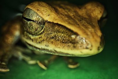 Close-up of frog on leaf