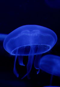 Close-up of jellyfish against blue background