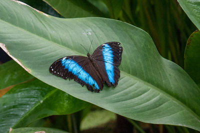 Close-up of butterfly on leaves