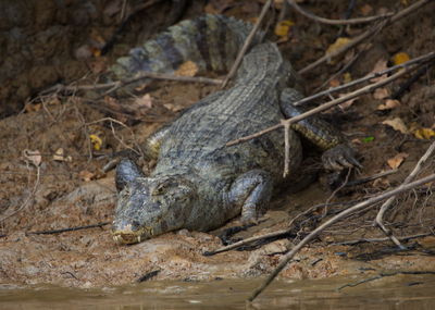 Closeup head on portrait of black caiman melanosuchus niger sitting on riverbank, bolivia.
