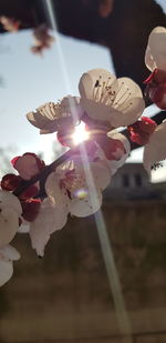 Low angle view of flowering plant