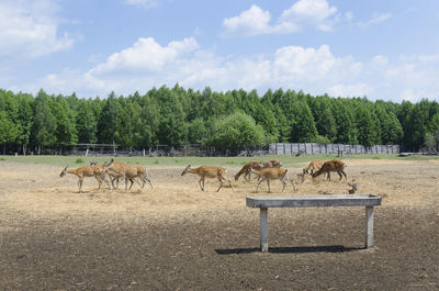 Horses in a field