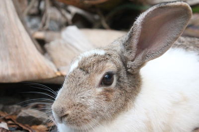 Close-up of a rabbit looking away