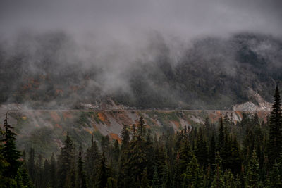 Panoramic view of pine trees against sky