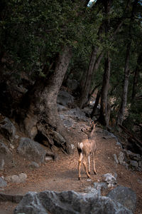 Deer on rock