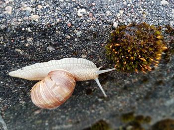 High angle view of snail