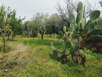 Cactus growing on field against sky