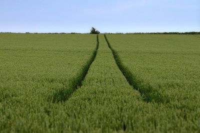 Scenic view of agricultural field against sky