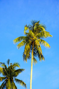 palm tree