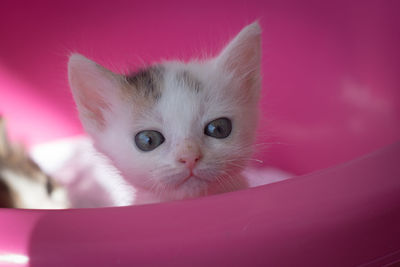 Close-up portrait of a cat