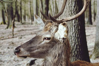 Close-up of deer in forest