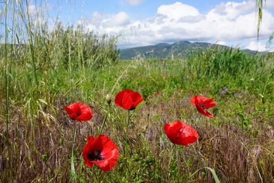 Close-up of red poppy flowers on field against sky