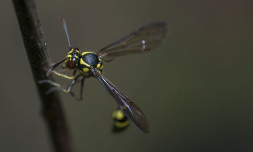 Close-up of dragonfly