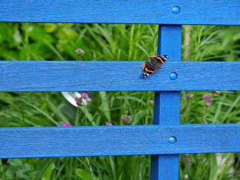 Butterfly on wooden fence