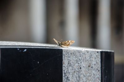 Close-up of insect on wall