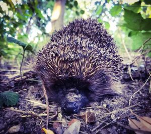 Close-up of an animal on field