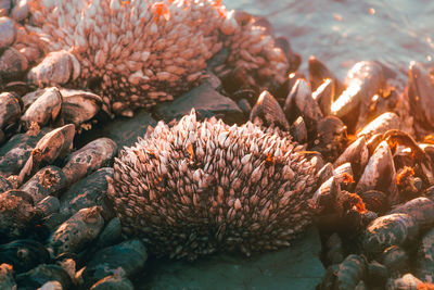 Close-up of coral in water