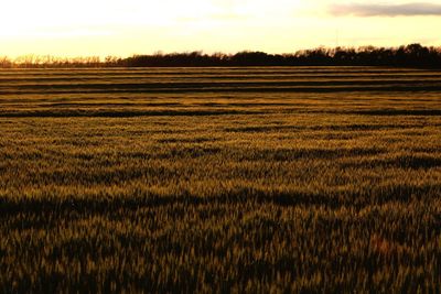 Scenic view of field against sky during sunset
