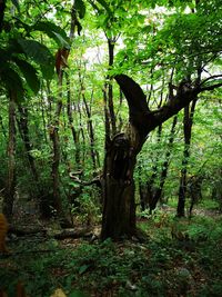 Trees in forest