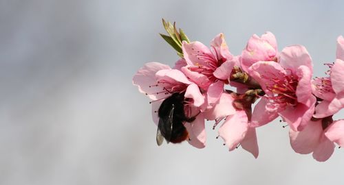 Close-up of pink flowers against sky