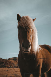 Close-up of horse standing on field against sky