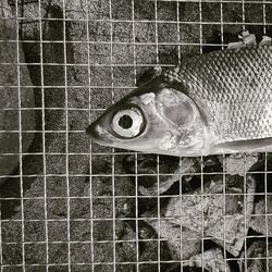 Close-up of fish in cage