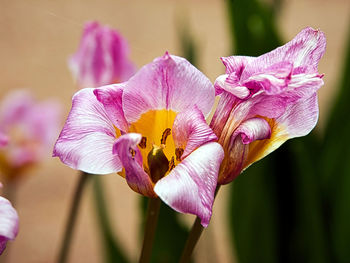 Close-up of pink flower