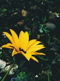 Close-up of yellow flower