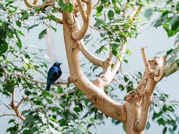 Low angle view of bird perching on tree