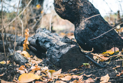 Close-up of leaves on log in forest