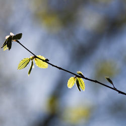 Close-up of plant on twig