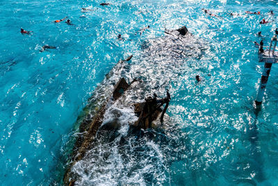 High angle view of fishes swimming in sea