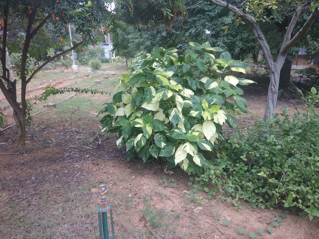 PLANTS GROWING ON FIELD