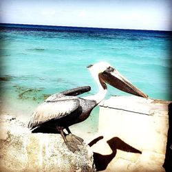 View of birds on beach against sky