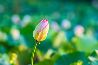 Close-up of lotus bud