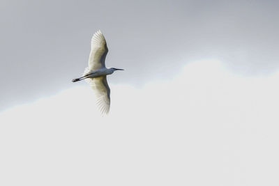 Low angle view of bird flying against clear sky