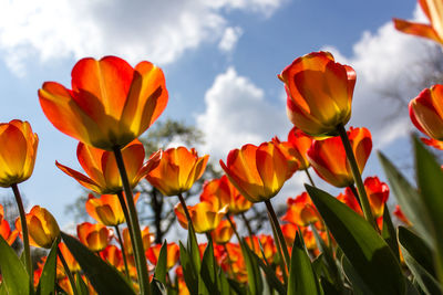 Close-up of orange tulips blooming in park