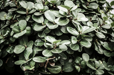 Full frame shot of leaves