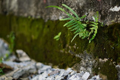 Close-up of moss on tree trunk